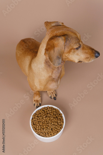 Bild auf Leinwand Brown dachshund dog looking away from food bowl on neutral background concept fo