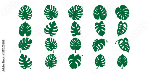 Tropical Monstera Leaf