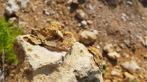 Inspection of sedimentary limestone rock with partial replacement by flint, study of geological samples in nature
