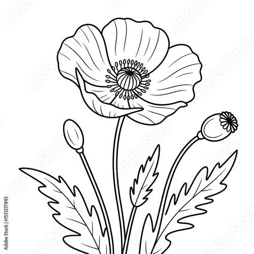 vector illustration of poppy flowers coloring page
