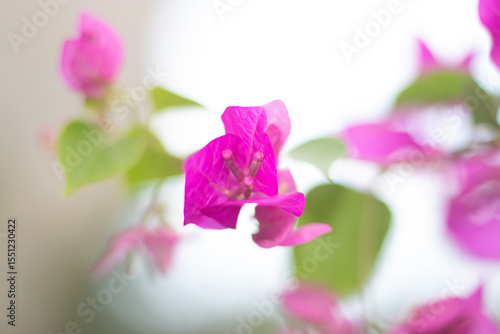 Pink flower with blurred background and bokeh effect