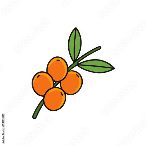 sea buckthorn fruit on white background   .svg