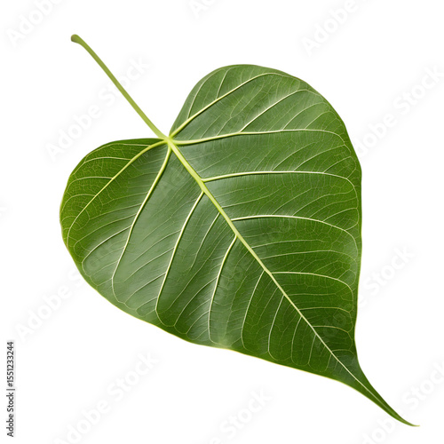 Wallpaper Mural Close up of a vibrant green bodhi leaf with prominent veins on a black background Torontodigital.ca