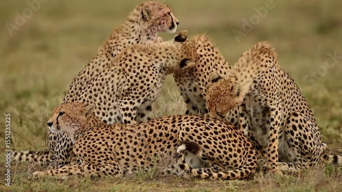 Cheetahs grooming and licking in Tanzania, Close up shot
