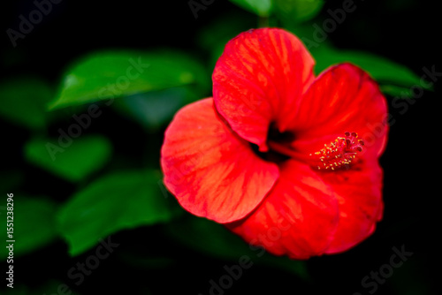 Pink rose flower close-up with soft background