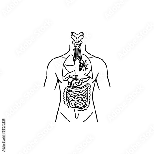 Black line icon of human endocrine system showing glands and hormone pathways