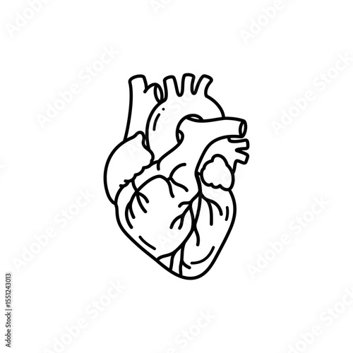 Black line icon of anatomically accurate human heart with ventricles aorta and blood vessels