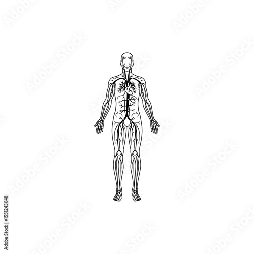 Black thin line icon of human circulatory system with veins and arteries