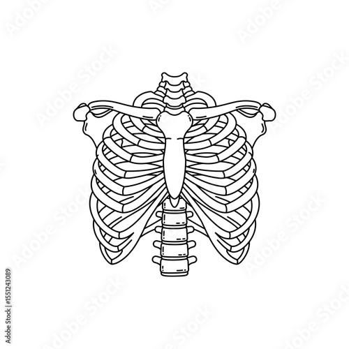 Black thin line icon of human rib cage showing spine sternum and ribs from back view
