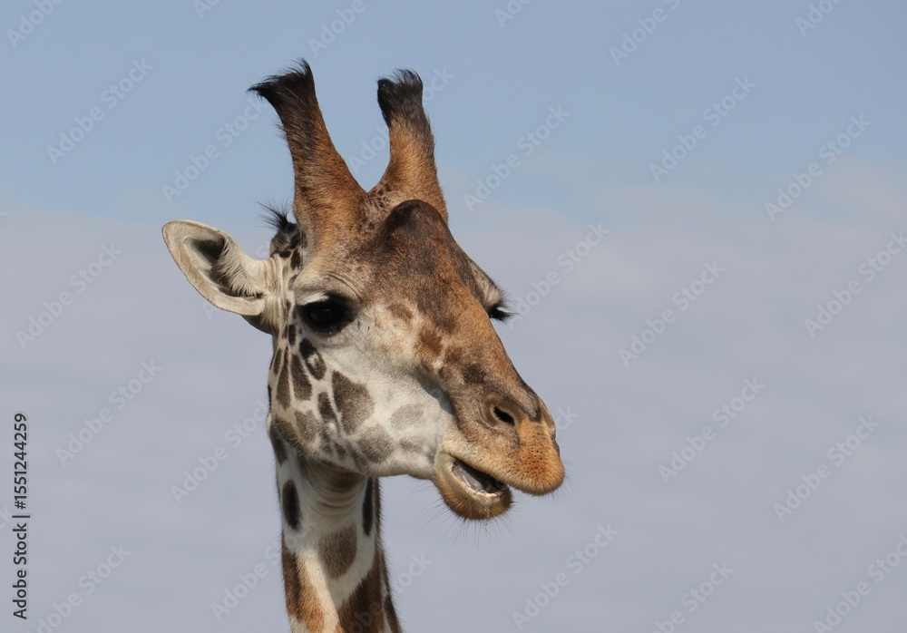 Fototapeta premium A great set of horns