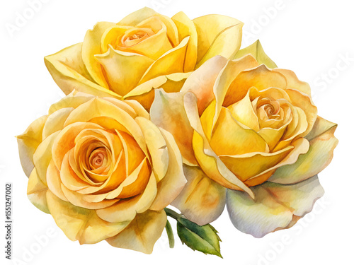 Watercolor Painting of Three Yellow Roses on Transparent Background, Watercolor Clipart Illustration With Isolated Background.