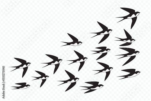 vector illustration of swallows in flight, minimalist black and white bird migration art for nature and wildlife