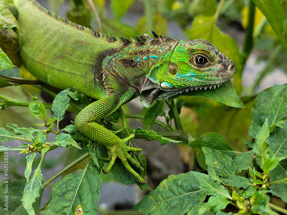 A light green iguana with colorful scales and sharp details poses among natural green foliage, highlighting the beauty of the exotic reptile. A light green iguana with colorful scales and sharp details poses among natural green foliage, highlighting the beauty of the exotic reptile.