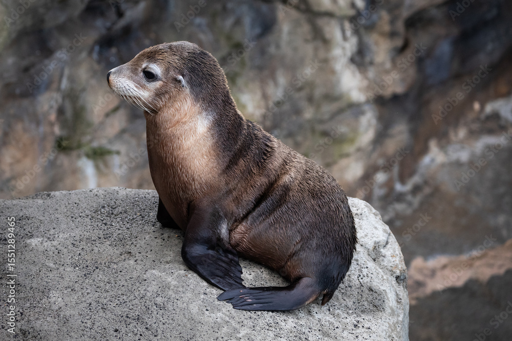 Fototapeta premium sea lions seals wharf ocean brown fur