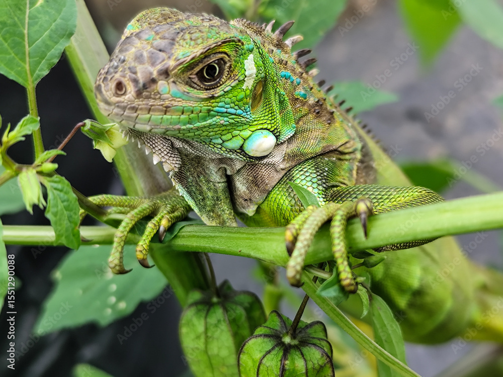 A light green iguana with colorful scales and sharp details poses among natural green foliage, highlighting the beauty of the exotic reptile. A light green iguana with colorful scales and sharp details poses among natural green foliage, highlighting the beauty of the exotic reptile.