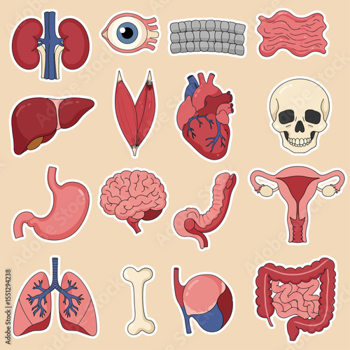 human internal organs
