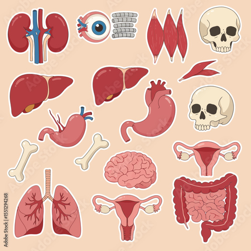 human internal organs