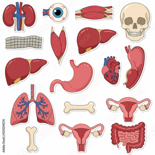 human internal organs
