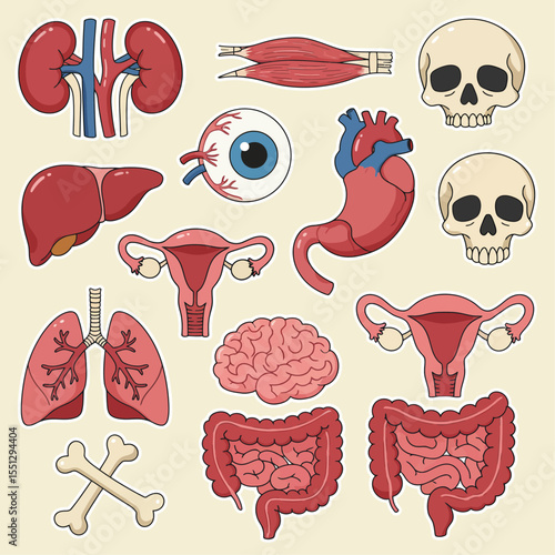 human internal organs