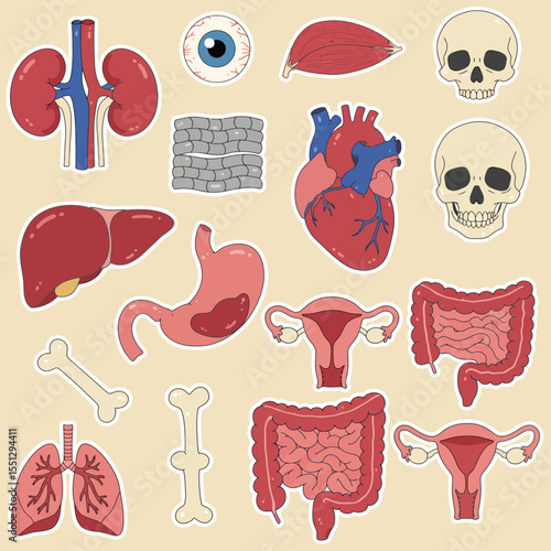 human internal organs