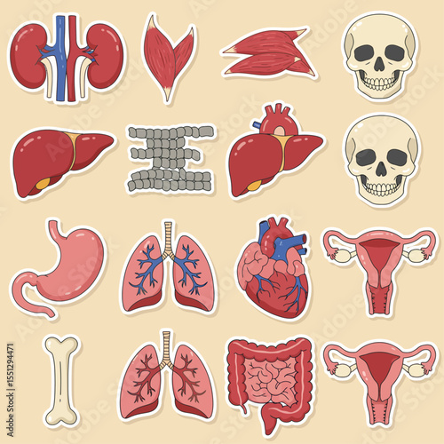 human internal organs