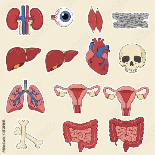 human internal organs