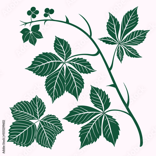 Elegant botanical illustration of virginia creeper plant with detailed leaf veins