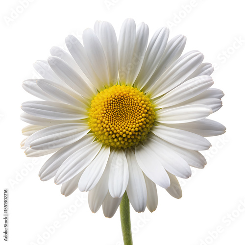 White daisy flower isolated on transparent background