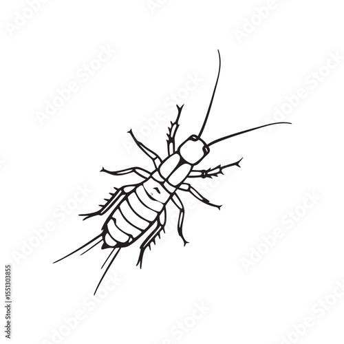 line art of bark louse on the white background