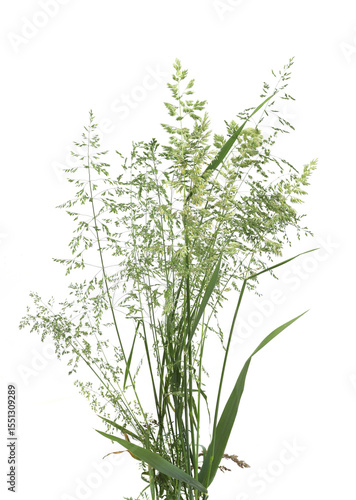 Bent grasses spikelet flowers wild meadow plants isolated on white background. Fresh wild grass flowers, herbs.