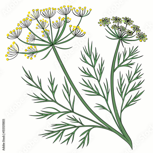 Delicate Dill Plant Illustration