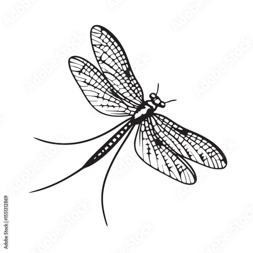 line art of mayfly with long tail filaments  insects on the white background