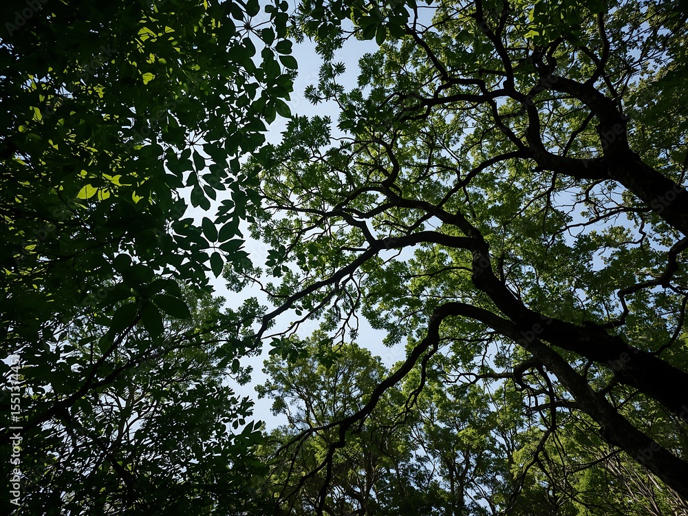 Lush Forest Canopy Reaching Towards the Clear Blue Sky Lush Forest Canopy Reaching Towards the Clear Blue Sky