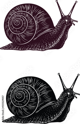 Stunning 4K Video Snail Shell Close-Up, Detailed Illustrations, Nature's Wonders