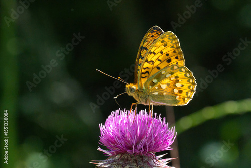 Nymphalidae / Güzel İnci / Dark Green Fritillary / Argynnis aglaja