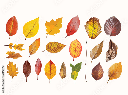 Assorted Autumn Leaves Collection in Various Colors and Shapes Isolated on White