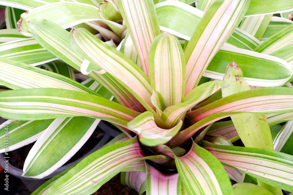 Obraz premium Bromeliad or Bromeliads in pots