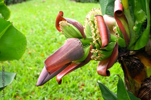 Close-up of Dwarf Cavendish banana in the garden.