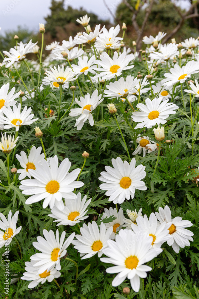 Obraz premium White daisies in the garden. Chamomile field.