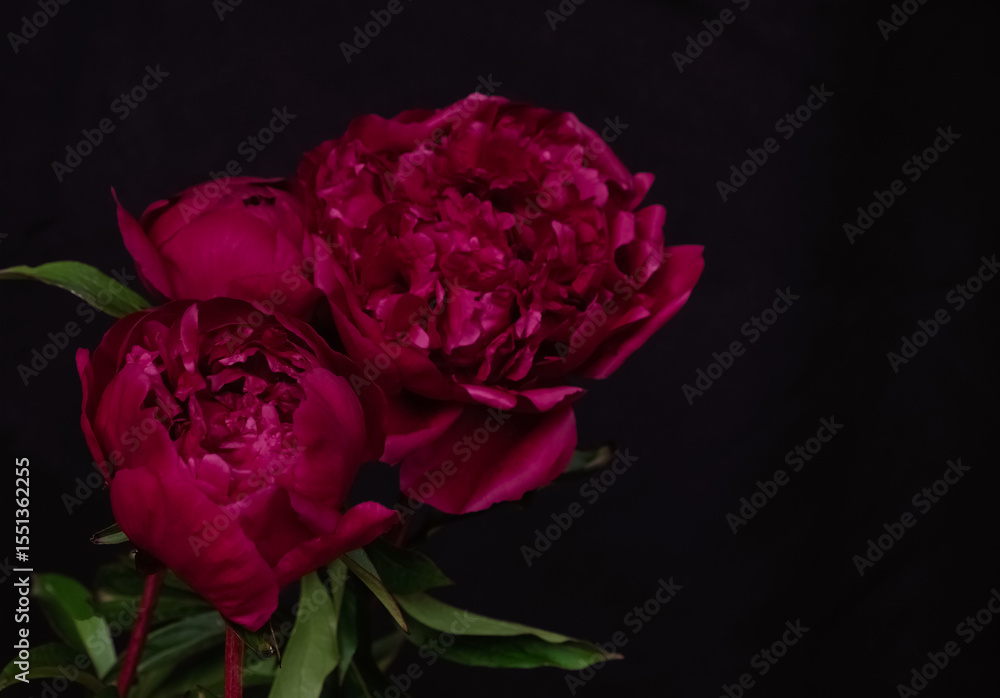 Fototapeta premium Three deep red peony flowers with green leaves captured against a black background. Elegant and dramatic floral composition. Copy space