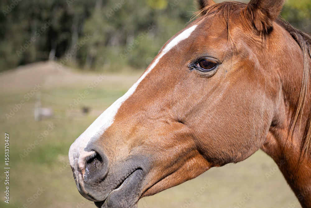 Fototapeta premium Close-up of a chestnut horse's face in natural light, showing detail in the eye, muzzle, and reddish-brown coat. Captured outdoors in rural Australia.