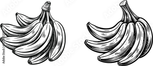 Two bunches of bananas hand drawn illustration black and white fruit drawing