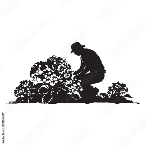 Farmer harvesting hydrangeas, vector art
