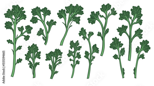 Collection of Rapini (Broccoli Rabe) Illustrations – Fresh Green Vegetable Set