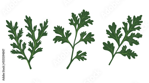 Collection of Rapini (Broccoli Rabe) Illustrations – Fresh Green Vegetable Set