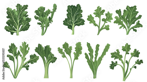 Collection of Rapini (Broccoli Rabe) Illustrations – Fresh Green Vegetable Set