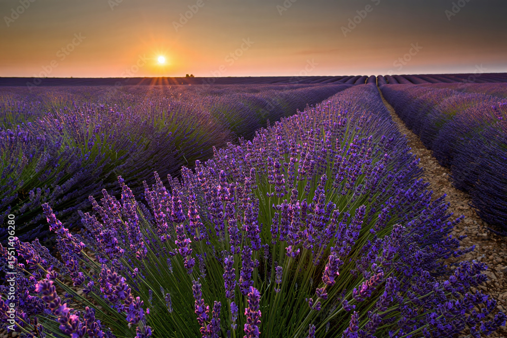 Fototapeta premium Lavender Fields Sunset – Floral Landscape with Horizon Glow