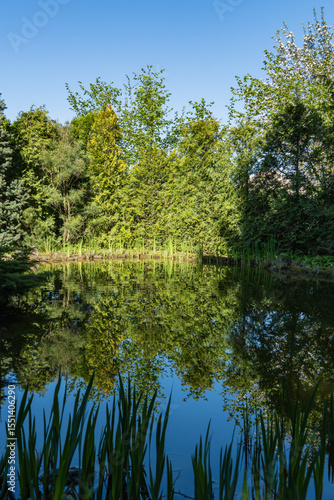 Serene pond reflecting lush greenery and trees under clear blue sky, with tall grasses in foreground.