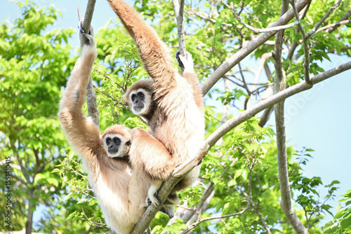 木の上にいる２匹のシロテテナガザル