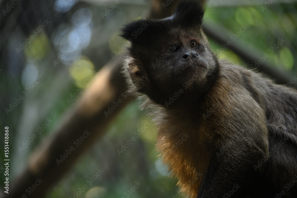 Obraz premium フサオマキザル